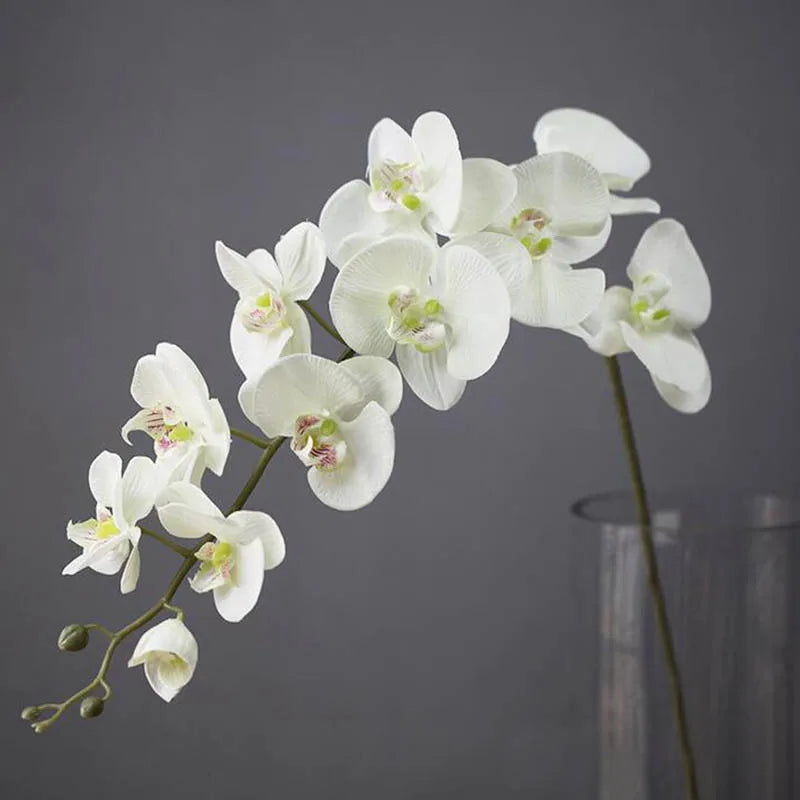 Orchid Phalaenopsis