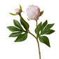 2 Head Peony