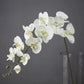 Orchid Phalaenopsis