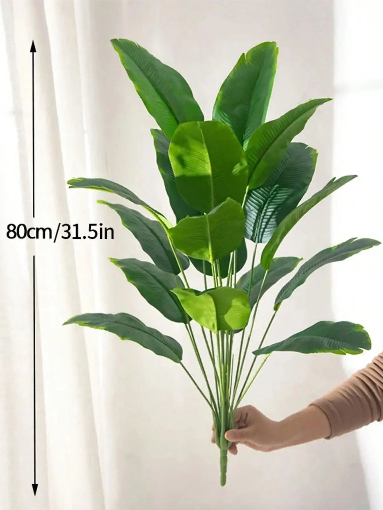 Banana Plant and Monstera Leaves