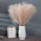Pampas Grass