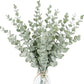 Eucalyptus Leaves