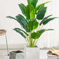 Banana Plant and Monstera Leaves