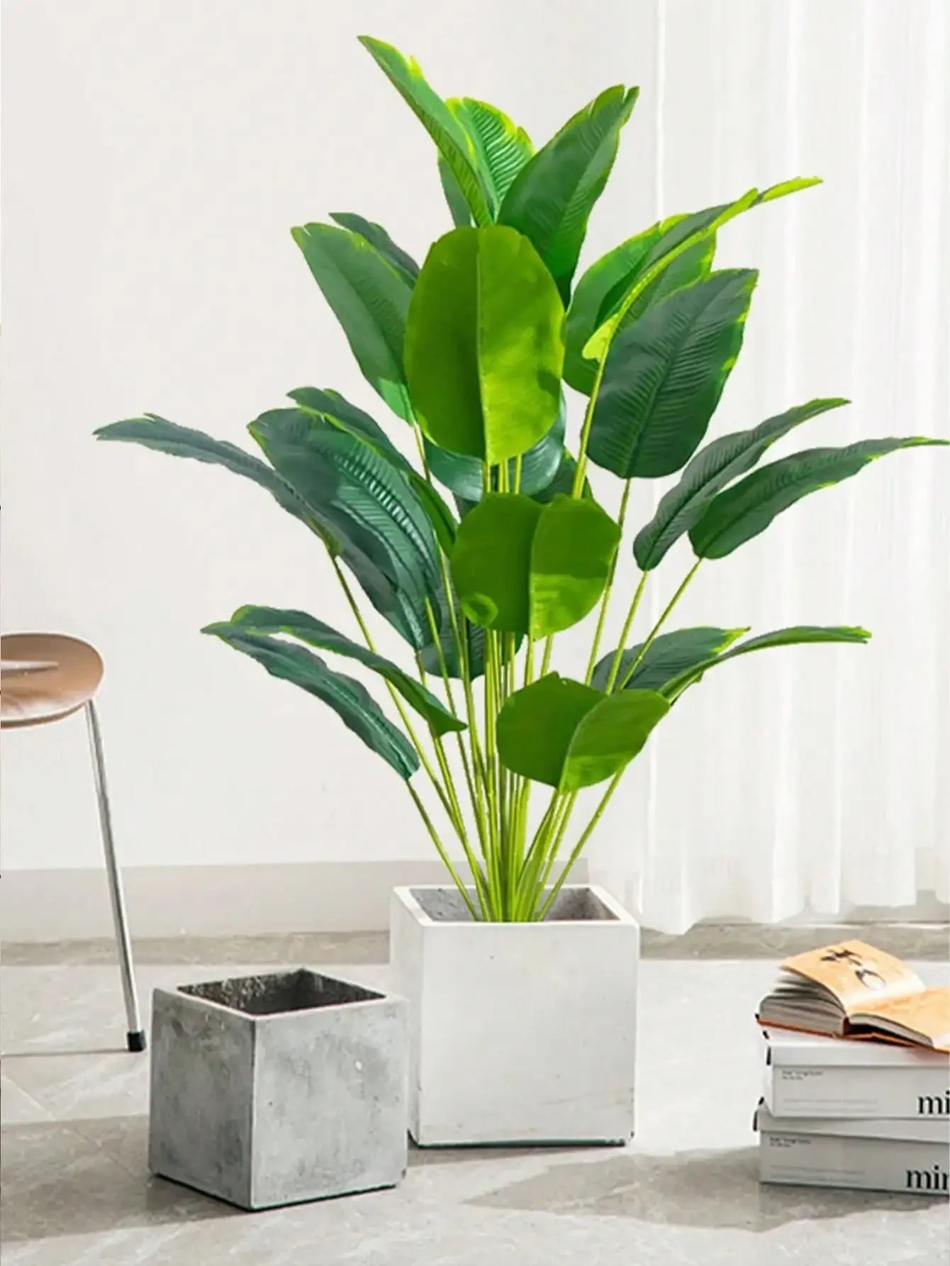 Banana Plant and Monstera Leaves