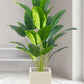 Banana Plant and Monstera Leaves